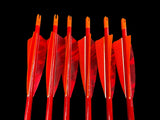 #50-55 Doug Fir - Premium Grade